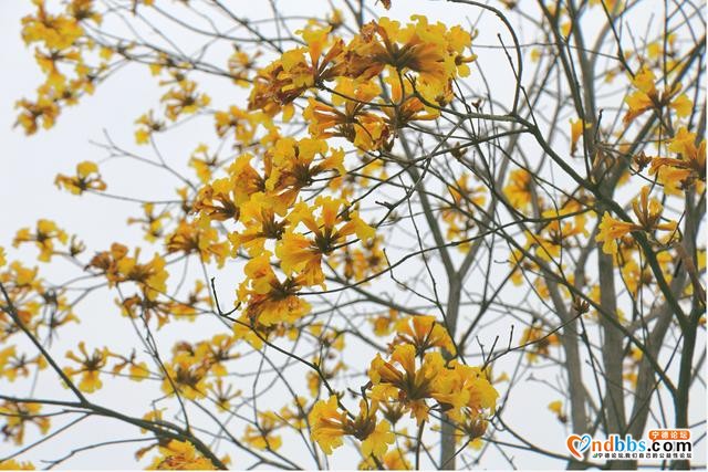 美翻了！宁德这里满目金黄，“巴西国花”迎春怒放，马上GET√-3.jpg