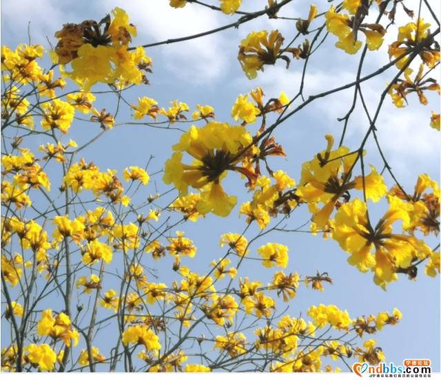 美翻了！宁德这里满目金黄，“巴西国花”迎春怒放，马上GET√-5.jpg