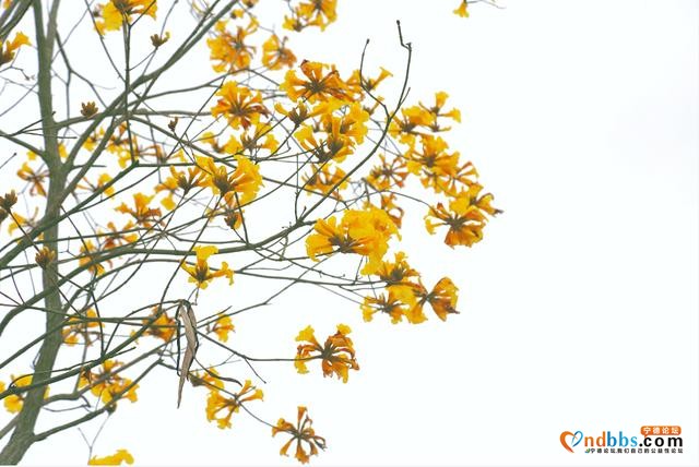 美翻了！宁德这里满目金黄，“巴西国花”迎春怒放，马上GET√-6.jpg