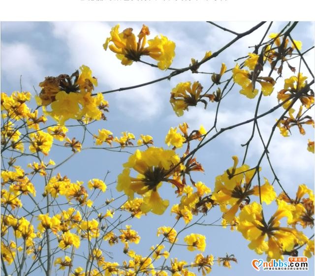 美翻了！宁德这里满目金黄，“巴西国花”迎春怒放，马上GET√-8.jpg