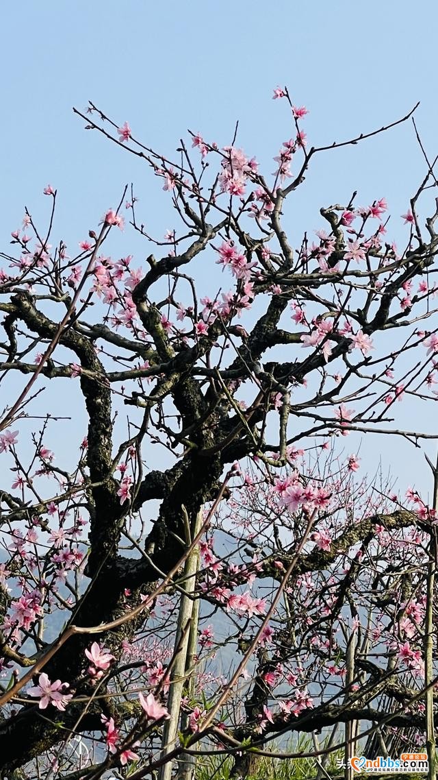 夭桃一一福建穆阳的春光-3.jpg