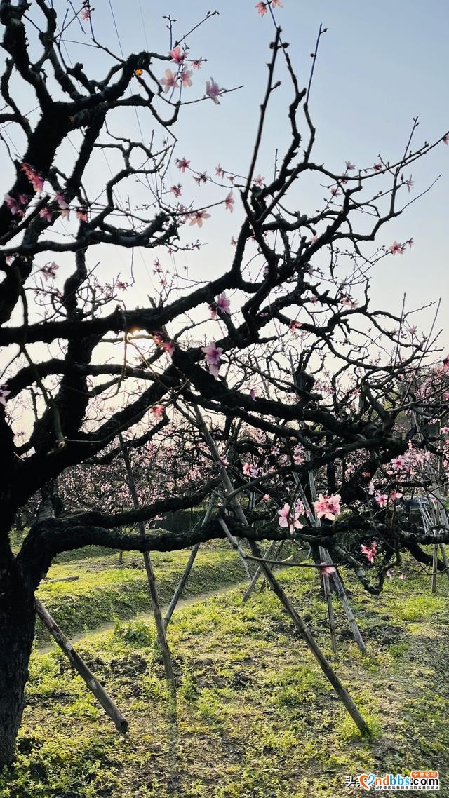 夭桃一一福建穆阳的春光-5.jpg