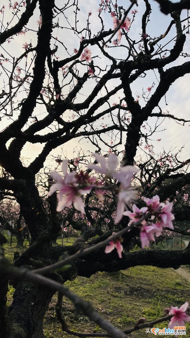 夭桃一一福建穆阳的春光-6.jpg