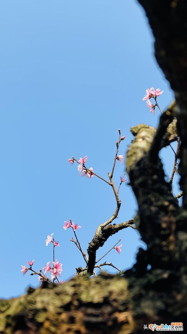 夭桃一一福建穆阳的春光-10.jpg
