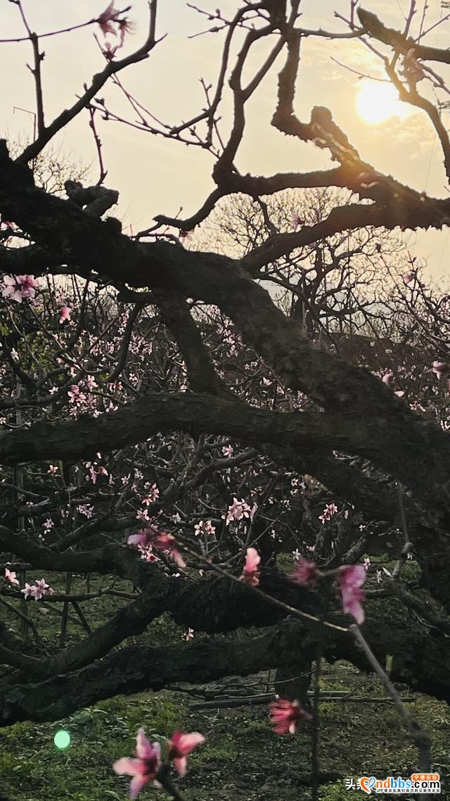 夭桃一一福建穆阳的春光-11.jpg