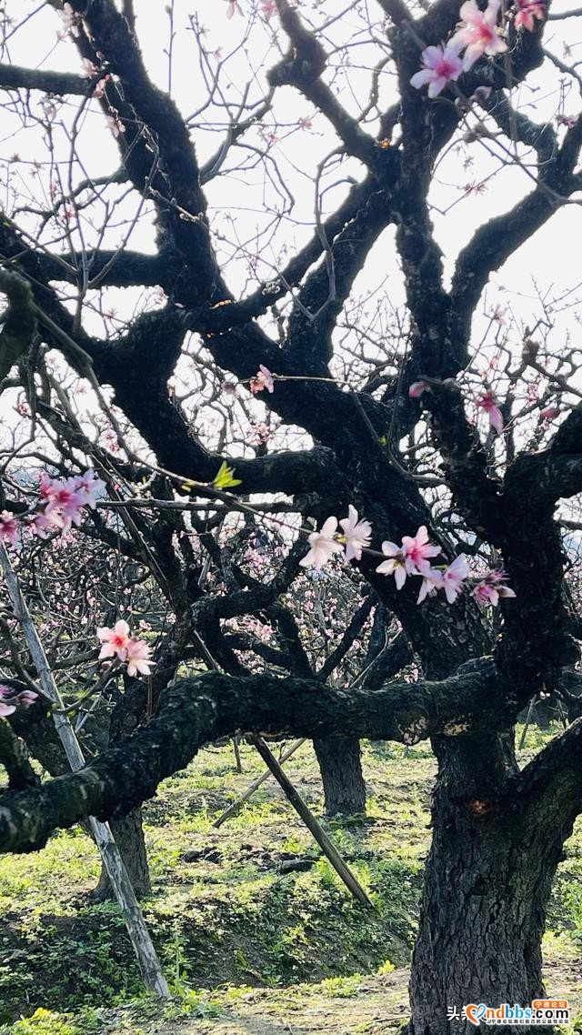 夭桃一一福建穆阳的春光-14.jpg