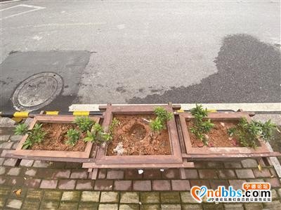蕉城区南漈路段：景观花卉遭遇“采花大盗”-2.jpg