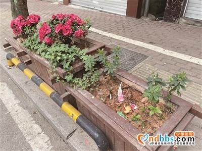 蕉城区南漈路段：景观花卉遭遇“采花大盗”-1.jpg