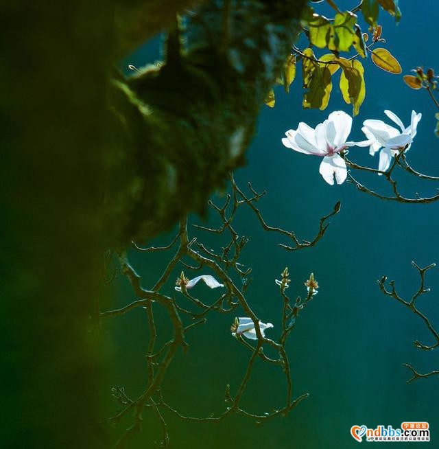 清新福建 | 宁德屏南：谁吹兰气上高枝 无端忙煞拍花人-2.jpg