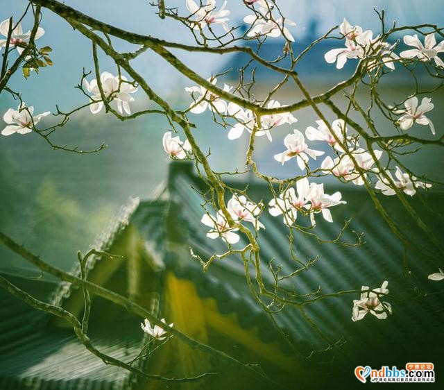 清新福建 | 宁德屏南：谁吹兰气上高枝 无端忙煞拍花人-1.jpg