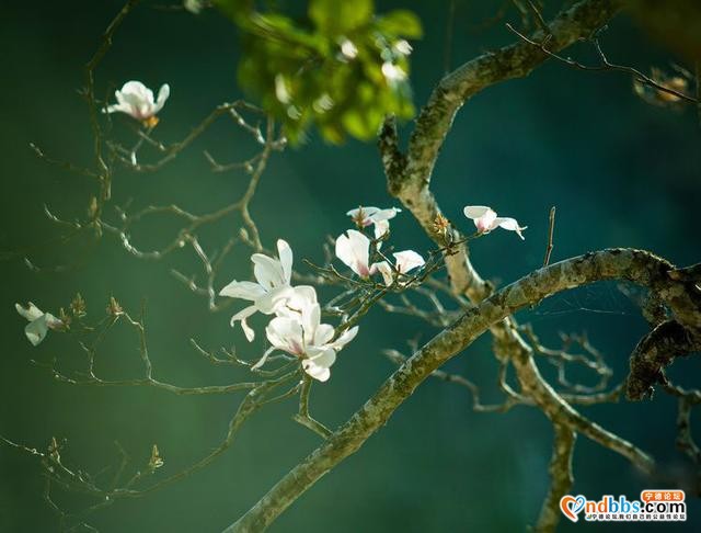 清新福建 | 宁德屏南：谁吹兰气上高枝 无端忙煞拍花人-3.jpg