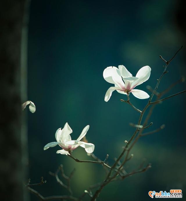 清新福建 | 宁德屏南：谁吹兰气上高枝 无端忙煞拍花人-5.jpg