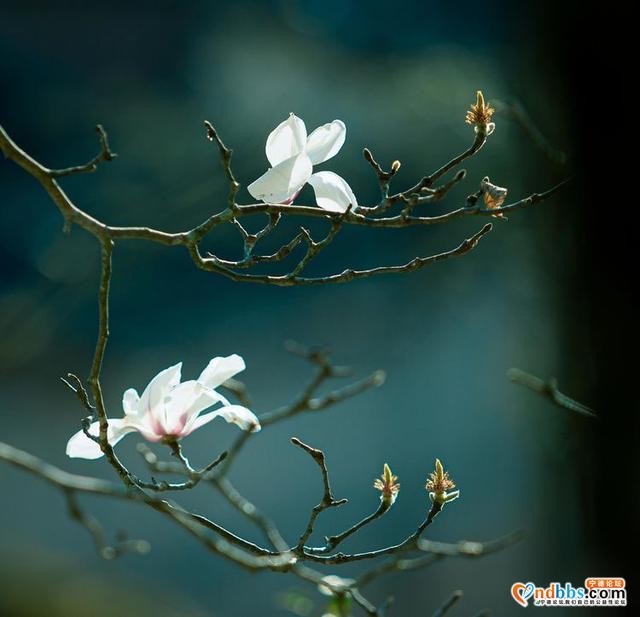 清新福建 | 宁德屏南：谁吹兰气上高枝 无端忙煞拍花人-4.jpg