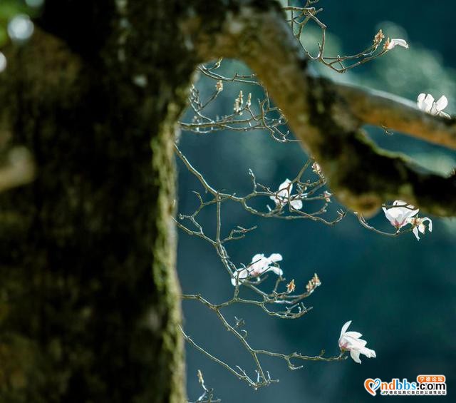 清新福建 | 宁德屏南：谁吹兰气上高枝 无端忙煞拍花人-7.jpg