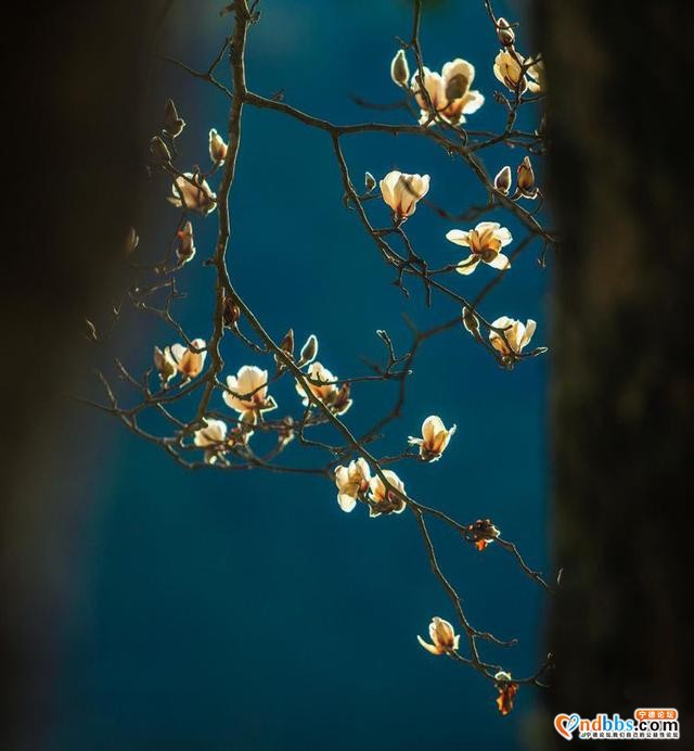 清新福建 | 宁德屏南：谁吹兰气上高枝 无端忙煞拍花人-10.jpg