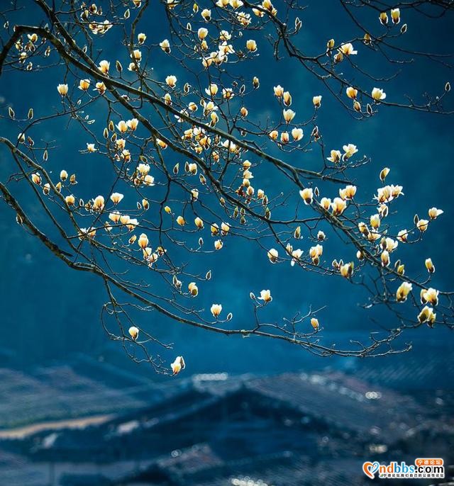 清新福建 | 宁德屏南：谁吹兰气上高枝 无端忙煞拍花人-11.jpg