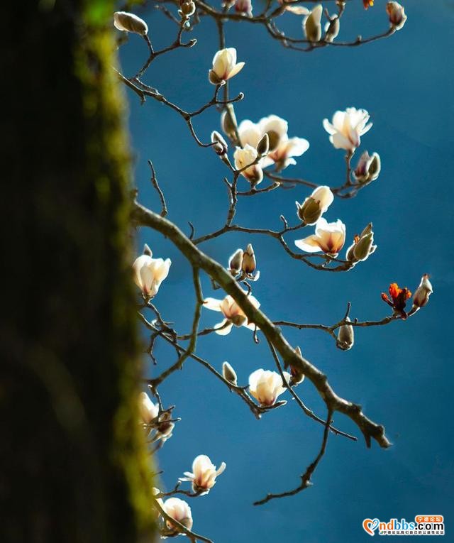 清新福建 | 宁德屏南：谁吹兰气上高枝 无端忙煞拍花人-12.jpg