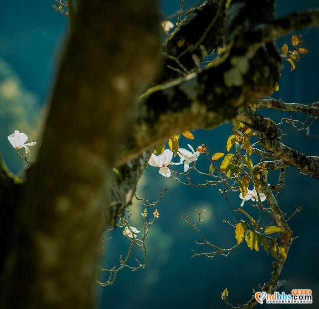 清新福建 | 宁德屏南：谁吹兰气上高枝 无端忙煞拍花人-8.jpg