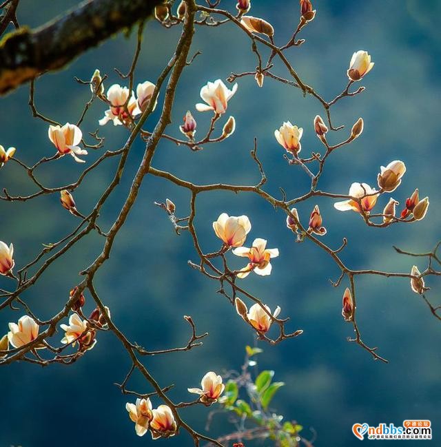 清新福建 | 宁德屏南：谁吹兰气上高枝 无端忙煞拍花人-9.jpg