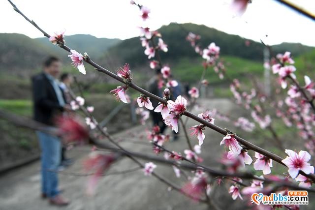 宁德古田：桃花盛开迎客来-3.jpg