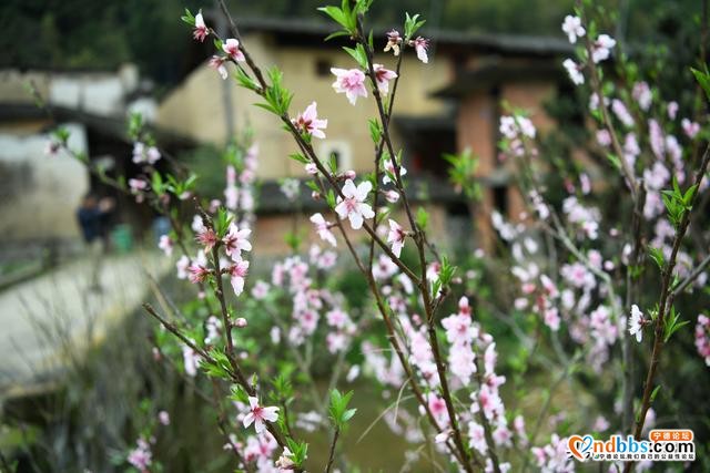 宁德古田：桃花盛开迎客来-1.jpg