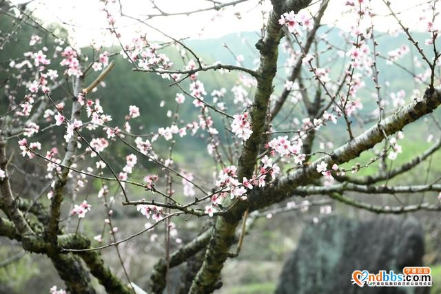 宁德古田：桃花盛开迎客来-2.jpg