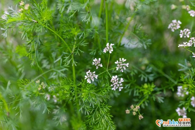 藏在福建深山的古村，三月桃花朵朵开，漫步巷道闻花香-9.jpg