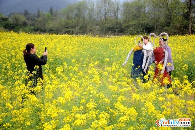 霍童油菜花开啦！快来打卡这片金色花海，与春天撞个满怀！-1.jpg
