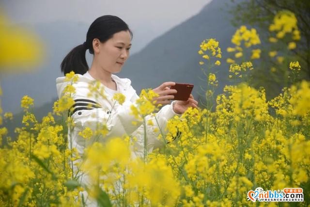 霍童油菜花开啦！快来打卡这片金色花海，与春天撞个满怀！-4.jpg