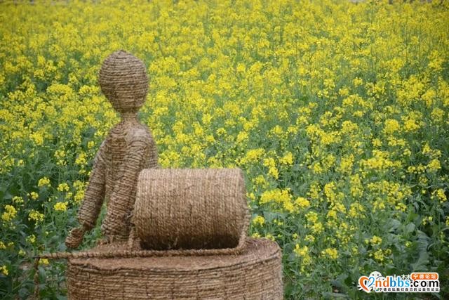 霍童油菜花开啦！快来打卡这片金色花海，与春天撞个满怀！-3.jpg