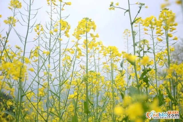 霍童油菜花开啦！快来打卡这片金色花海，与春天撞个满怀！-6.jpg