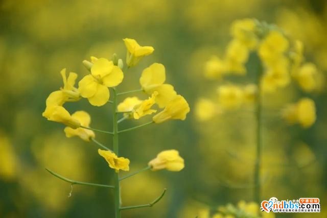 霍童油菜花开啦！快来打卡这片金色花海，与春天撞个满怀！-8.jpg