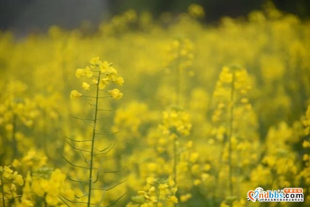 霍童油菜花开啦！快来打卡这片金色花海，与春天撞个满怀！-7.jpg