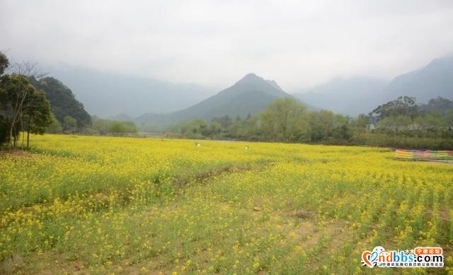 霍童油菜花开啦！快来打卡这片金色花海，与春天撞个满怀！-9.jpg