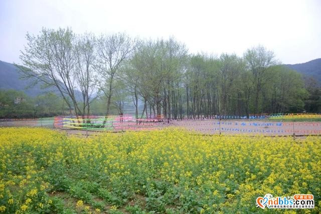 霍童油菜花开啦！快来打卡这片金色花海，与春天撞个满怀！-10.jpg