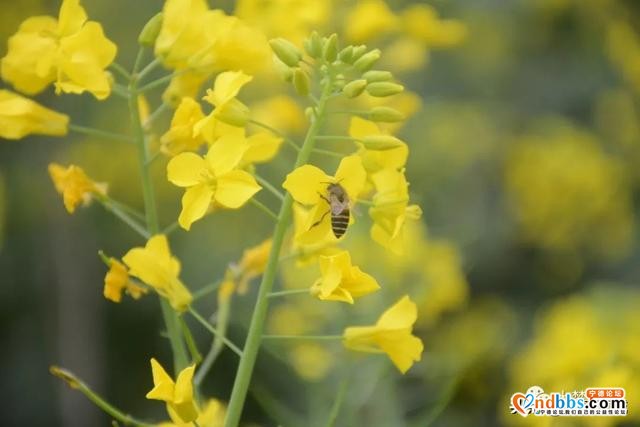 霍童油菜花开啦！快来打卡这片金色花海，与春天撞个满怀！-5.jpg