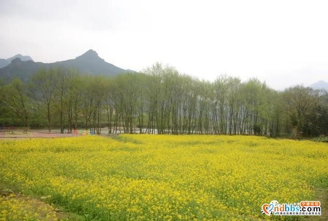 霍童油菜花开啦！快来打卡这片金色花海，与春天撞个满怀！-11.jpg