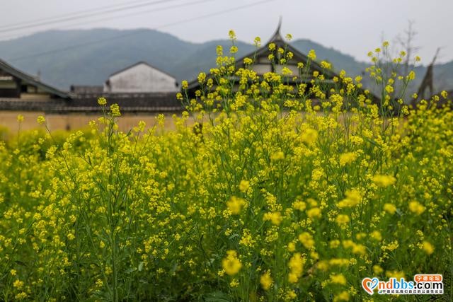 福建最美乡村游，打卡原生态畲族村，春日桃花别样红-10.jpg
