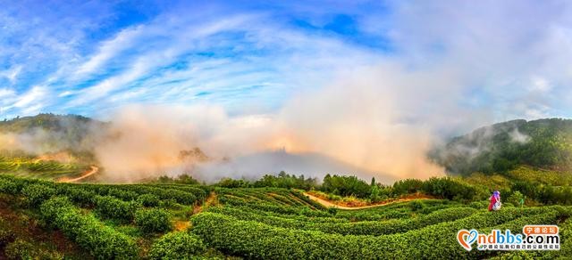 每日一景 | 宁德柘荣：柘荣山有色，“茶”迎天下客-2.jpg
