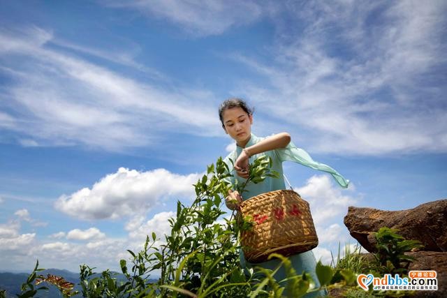 每日一景 | 宁德柘荣：柘荣山有色，“茶”迎天下客-1.jpg