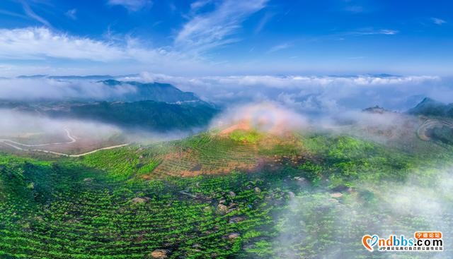 每日一景 | 宁德柘荣：柘荣山有色，“茶”迎天下客-9.jpg