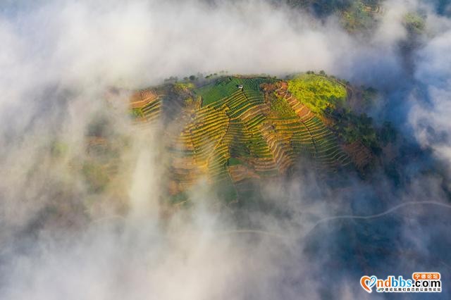 每日一景 | 宁德柘荣：柘荣山有色，“茶”迎天下客-6.jpg