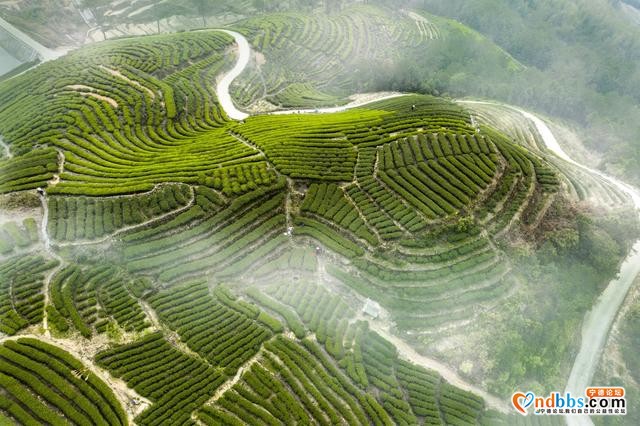 每日一景 | 宁德柘荣：柘荣山有色，“茶”迎天下客-4.jpg