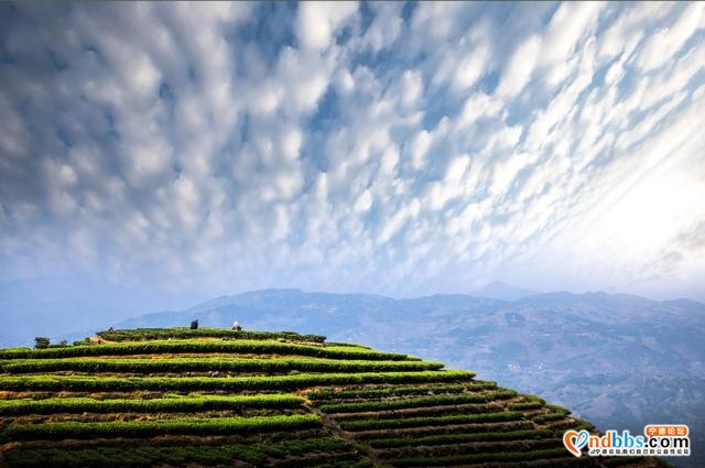 每日一景 | 宁德柘荣：柘荣山有色，“茶”迎天下客-5.jpg