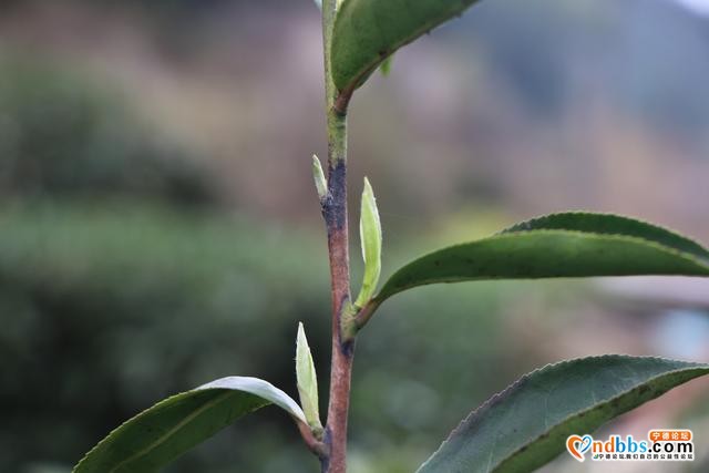 每日一景 | 宁德柘荣：柘荣山有色，“茶”迎天下客-8.jpg