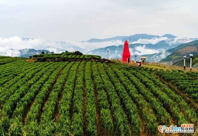 每日一景 | 宁德柘荣：柘荣山有色，“茶”迎天下客-11.jpg