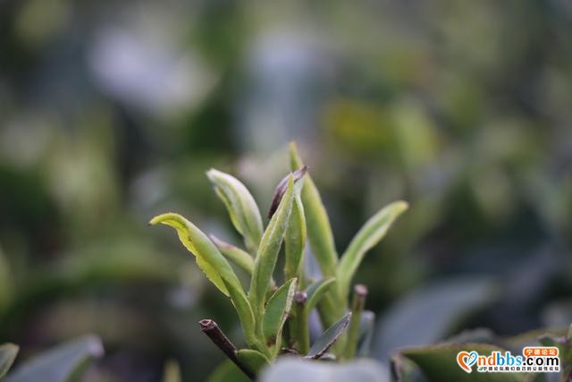 每日一景 | 宁德柘荣：柘荣山有色，“茶”迎天下客-10.jpg