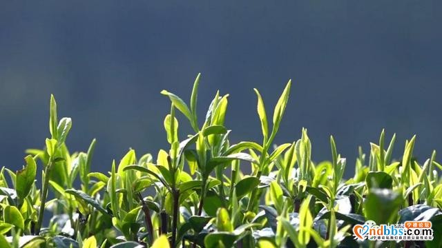 一芽知春，且饮新茶！在这里，蕉城茶人奏响最强音！-3.jpg