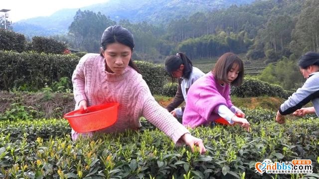 一芽知春，且饮新茶！在这里，蕉城茶人奏响最强音！-4.jpg