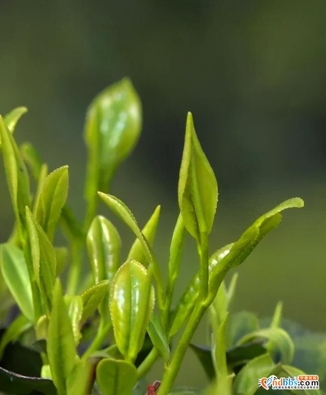 一芽知春，且饮新茶！在这里，蕉城茶人奏响最强音！-1.jpg